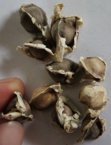 Drumstick Tree seeds.(Moringa oleifera) 辣木種子.